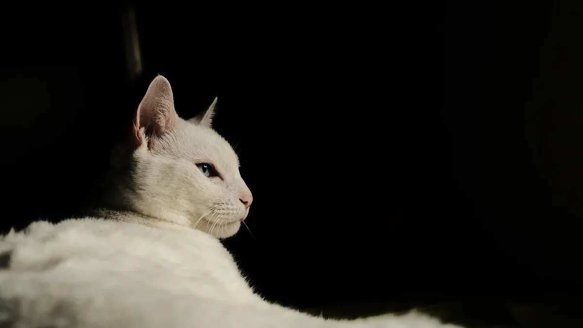 A recent episode of the Chatty Cattys podcast discusses the importance of spaying and neutering, the impact of pet retail...