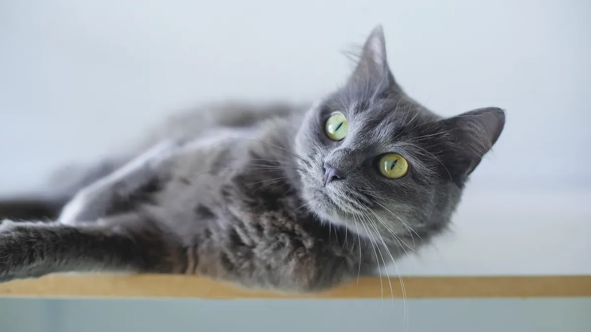 Automatic litter boxes are not a luxury, but a necessity for cat parents who want to simplify their lives and provide a...