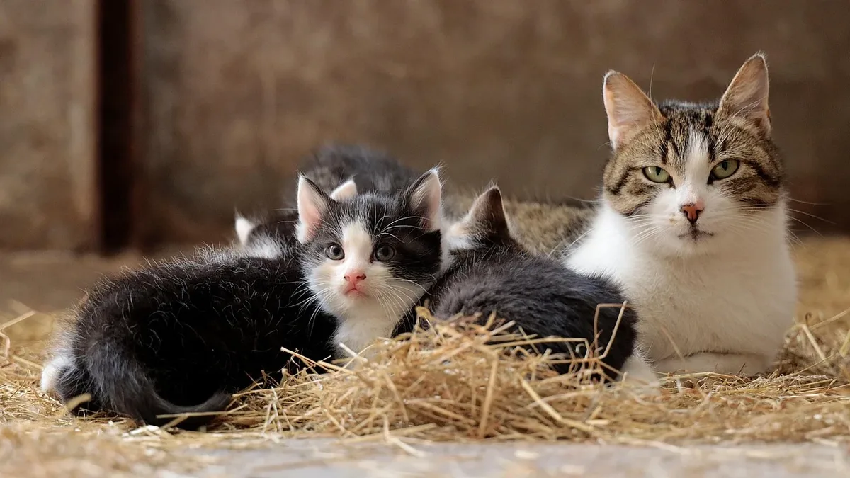 A tabby and white cat is lying on a bed of hay with three kittens, all of whom are black and white, nestled beside it.