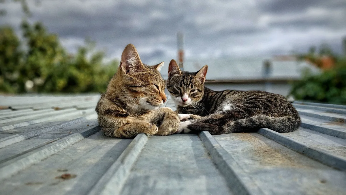 The Big House Sanctuary & Rehab in Ottawa, Canada, is the world's only rescue dedicated to cats with severe obesity...