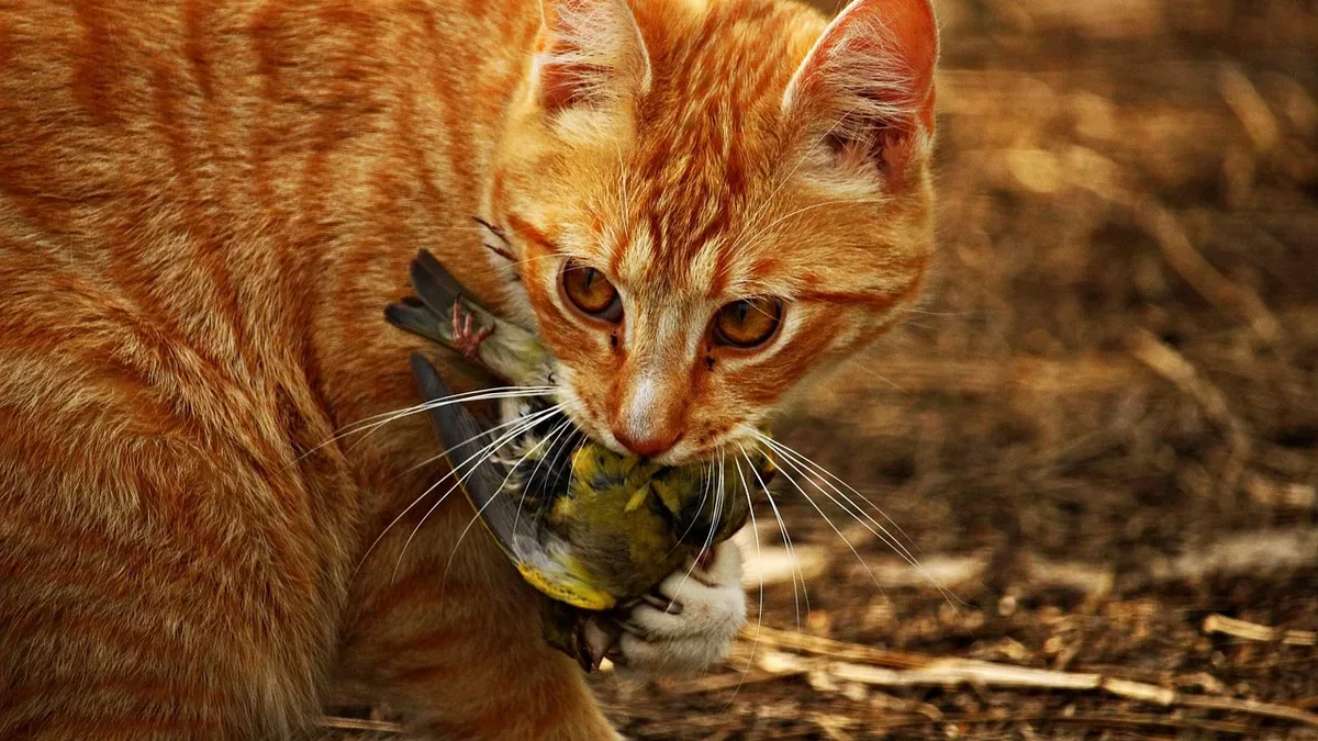 A birder argues that outdoor cats are a major cause of bird population declines, killing over a billion birds annually in...