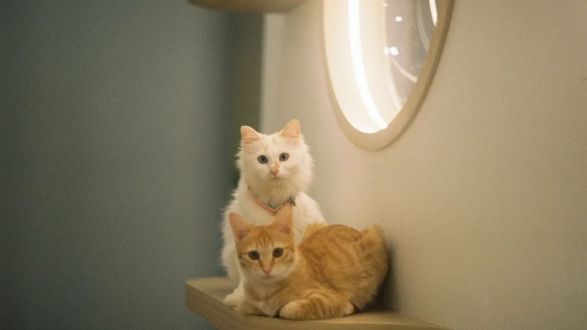 Dr. Paola offers guidance on a cat's bloated appearance and gasping episodes, providing insight into possible health issues...