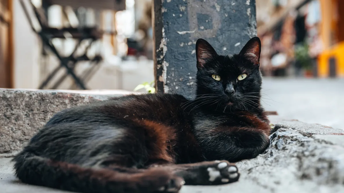 Bolt, the black cat who lived at Huddersfield Railway Station for over five years, died in a road accident last week