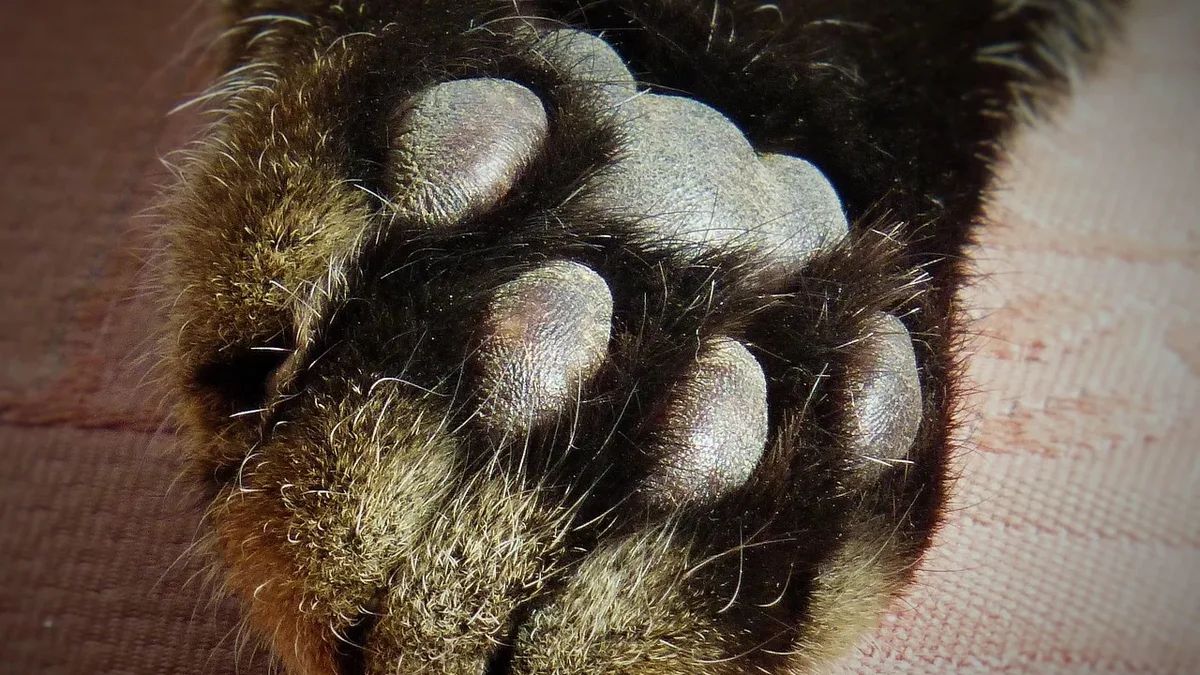 A Catster podcast episode discusses Canada's new ban on declawing and other elective procedures, explains why cats cannot...