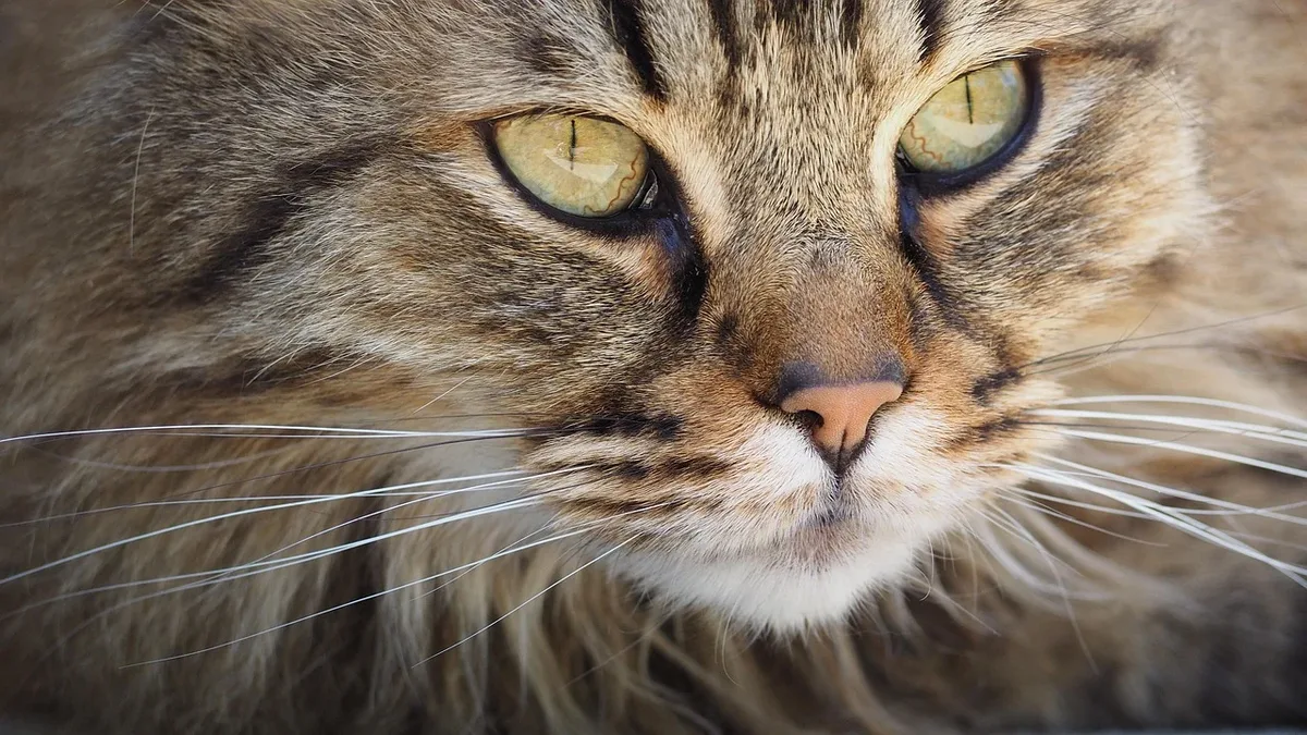 A video shared by @thegoldenbreakfastclub shows an orange cat named Waffles' unusual relationship with the man he apparently...