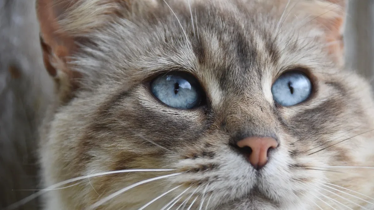 A grey Tabby cat's hilarious reaction to a stranger feeding him has captured the hearts of millions on social media