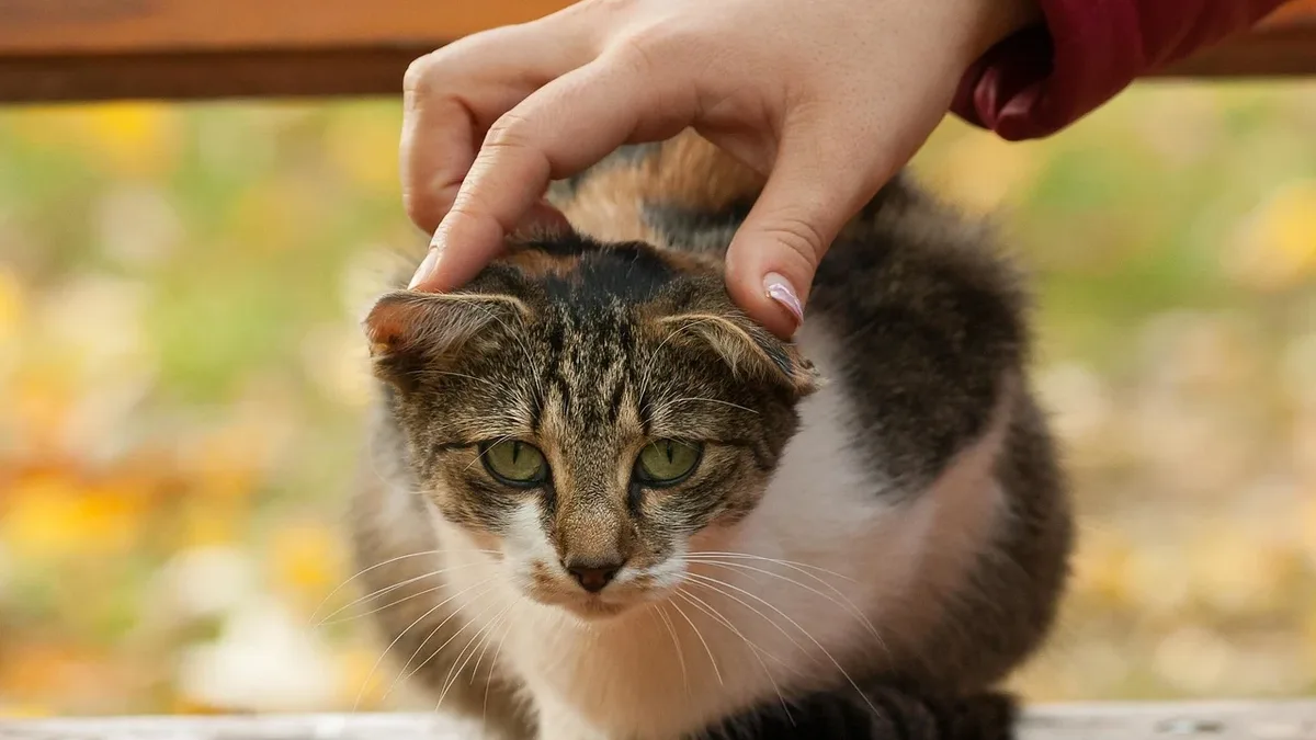 Breeds: An international study finds countries with more pet cats per capita report higher happiness levels