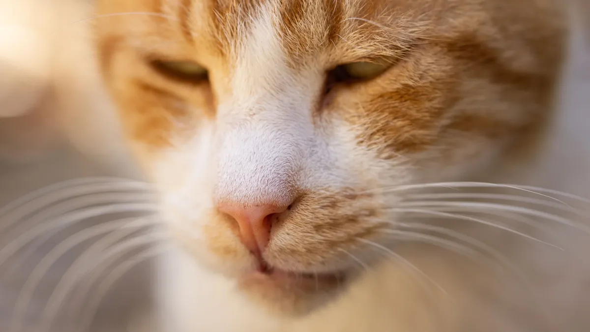 A cat named Chopper went viral on Instagram after a video showed him ignoring his owner while his eyes were covered...