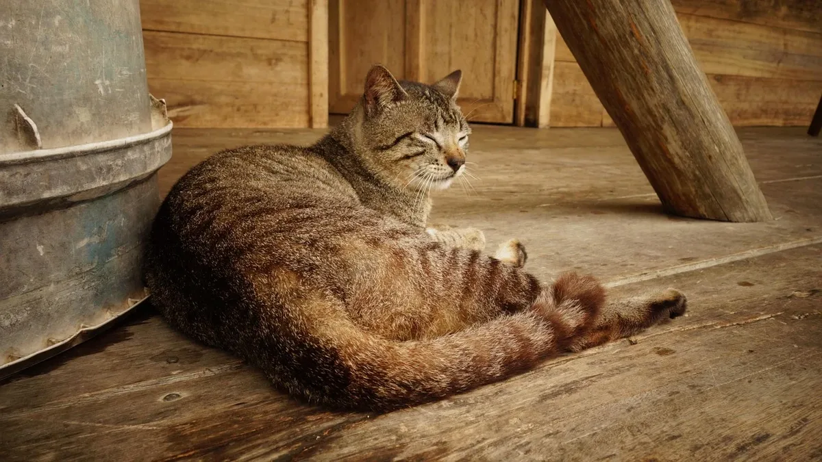 A viral video shows a tabby cat named Milo declining his owner's request for a paw shake, instead pushing the hand down...