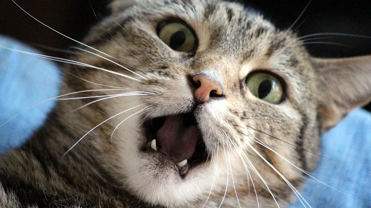 Behaviour: New research suggests a cat's purr contains individual identity signals, potentially stronger than those in meows