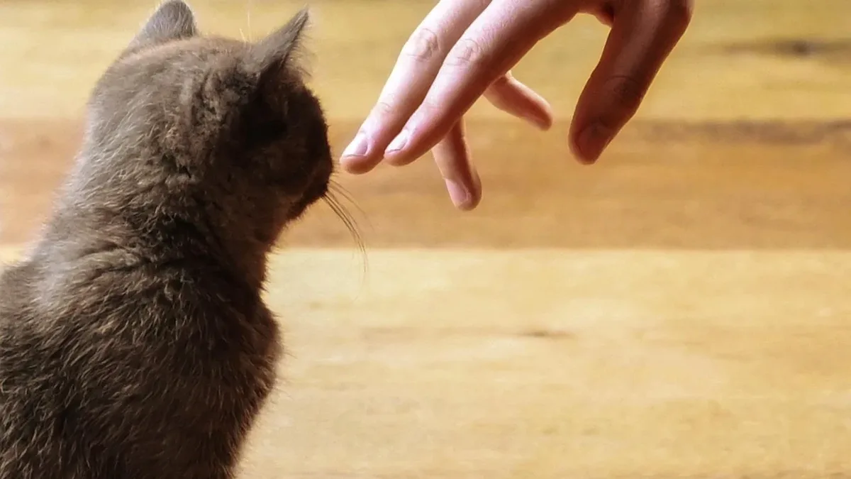 A cat named Dill was reunited with her York owners on September 28, 2026, after being missing since December 2023