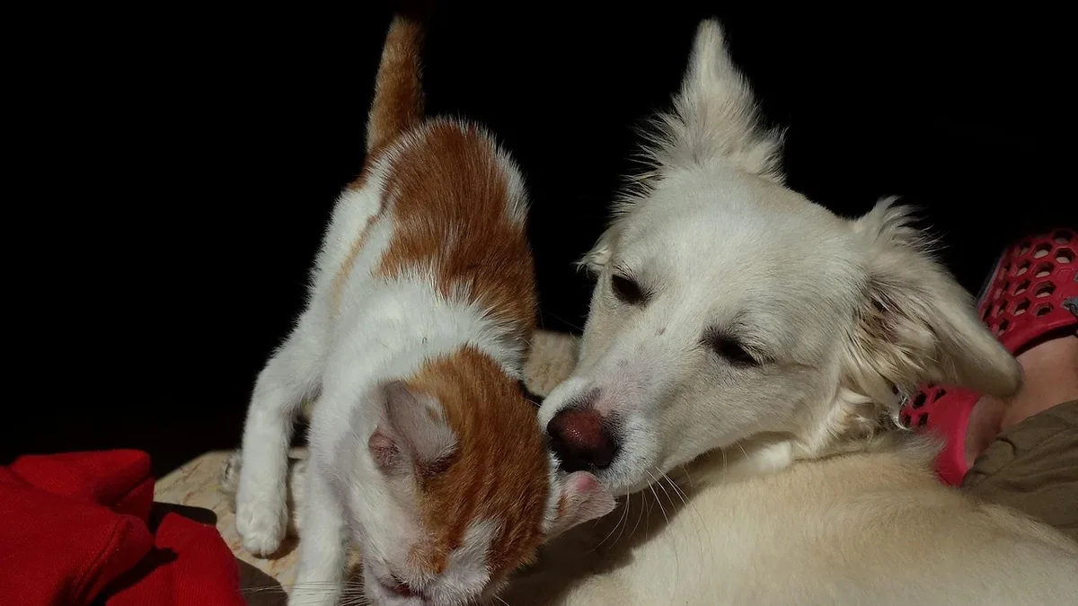 A gentle Cane Corso named Kilo and a cat form an unexpected, sweet bond after the cat takes time to warm up to the large dog