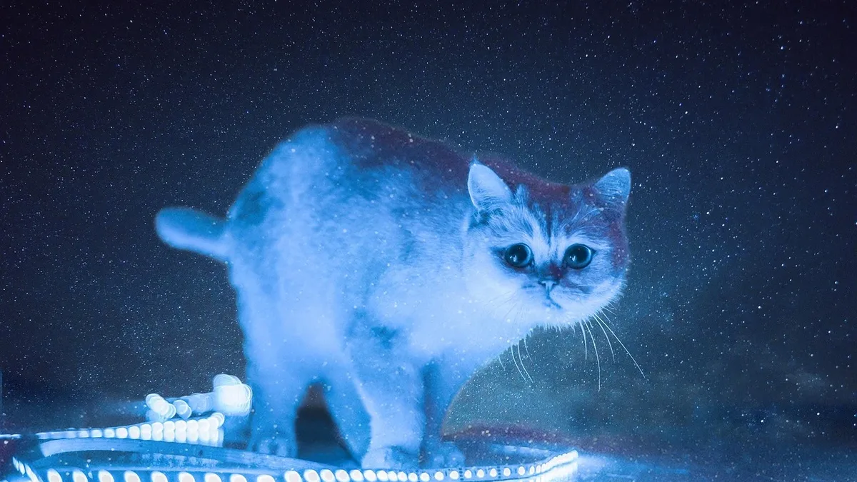 The 11th annual CatCon, the world's largest cat culture event, takes place October 10-11 at the Pasadena Convention...