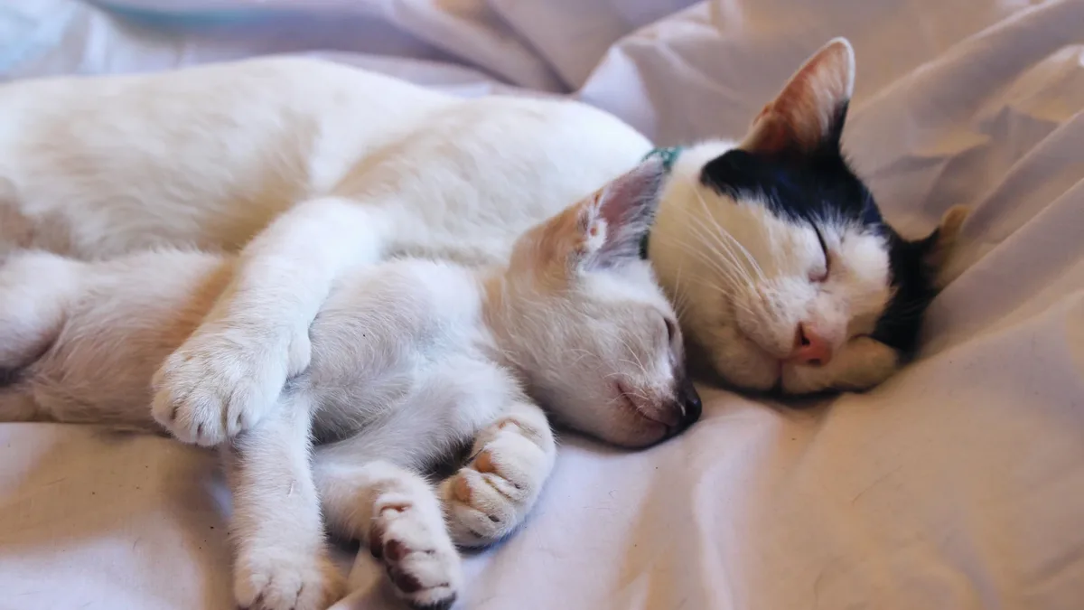 A new study links feline cognitive dysfunction to Alzheimer's disease, and cat owners need to be aware of the symptoms and...