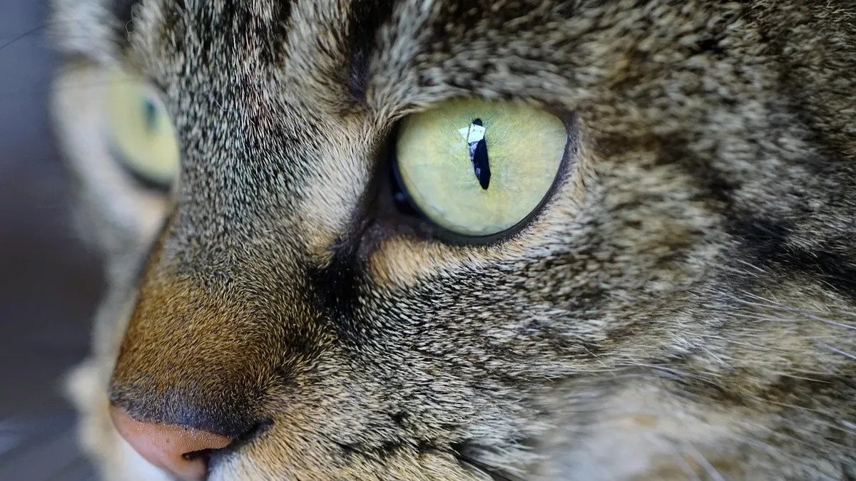 Cats likely think about their immediate surroundings rather than dwelling on the past or future, according to a Catster...