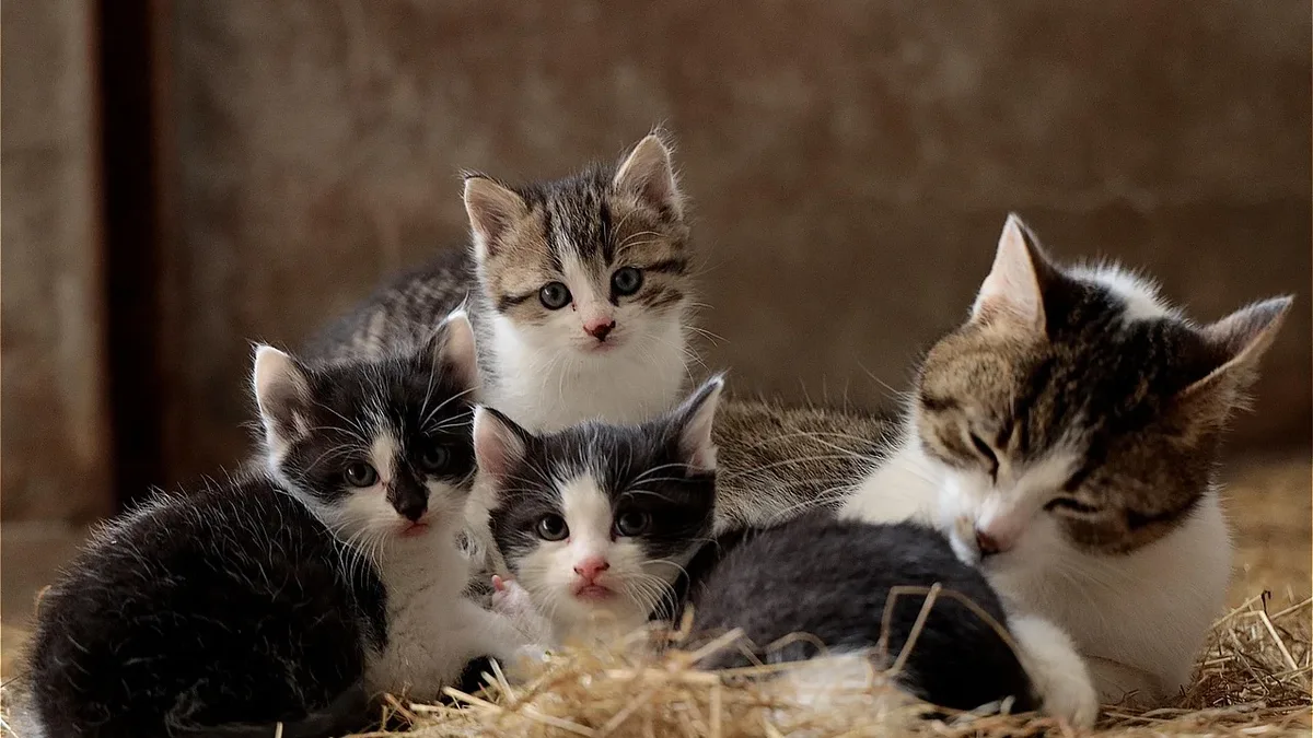 A study shows 25% of cats near H5N1-infected California dairy farms have virus antibodies, indicating their potential...