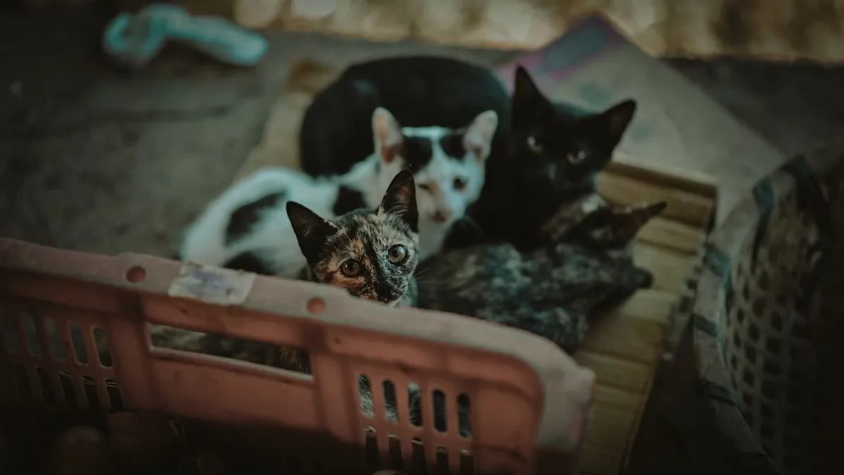 Twenty-six cats and kittens were found sealed in plastic boxes and dumped beside fly-tipped rubbish in a Birmingham...