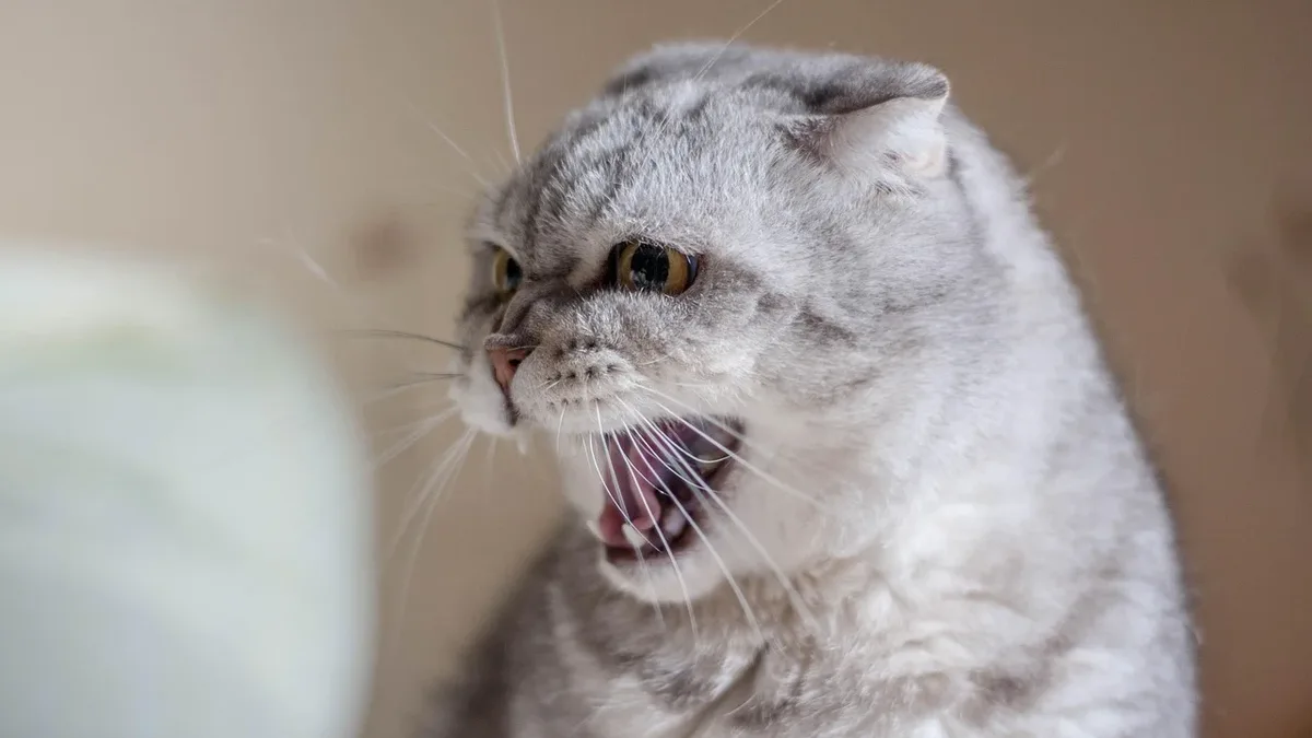 A new study finds cats meow and purr nearly twice as often to male caregivers in the first moments after they return...