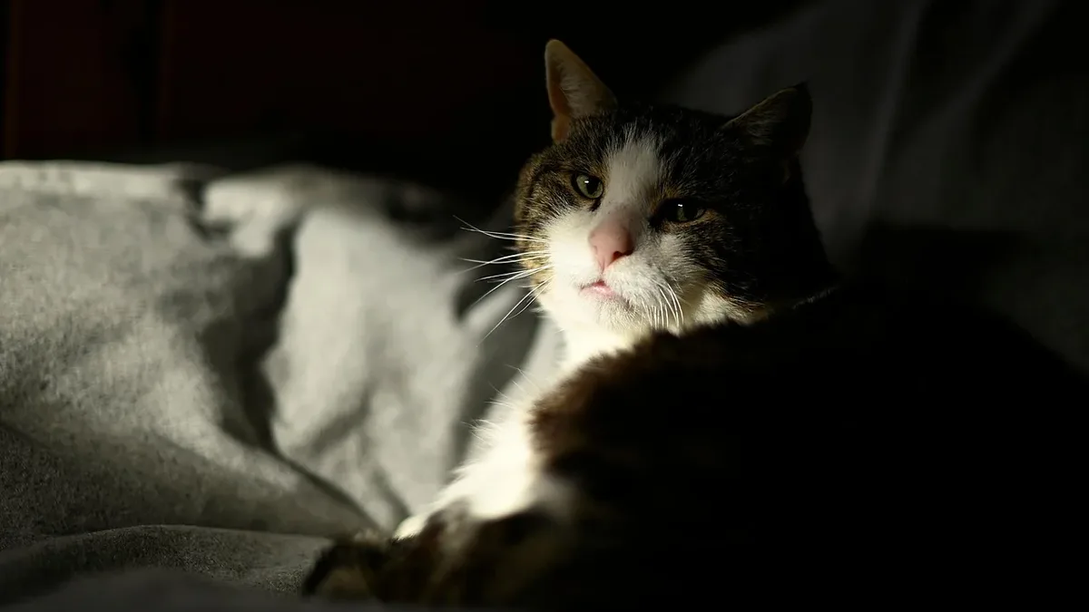 A Catster podcast episode explores the meaning behind cat sleeping positions like the 'loaf,' discusses managing...