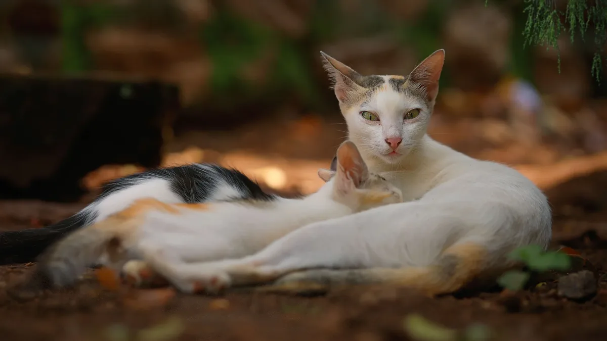 Veterinarian Dr. Paola Cuevas responds to a reader whose cat is scratching herself bald, outlining potential causes like...