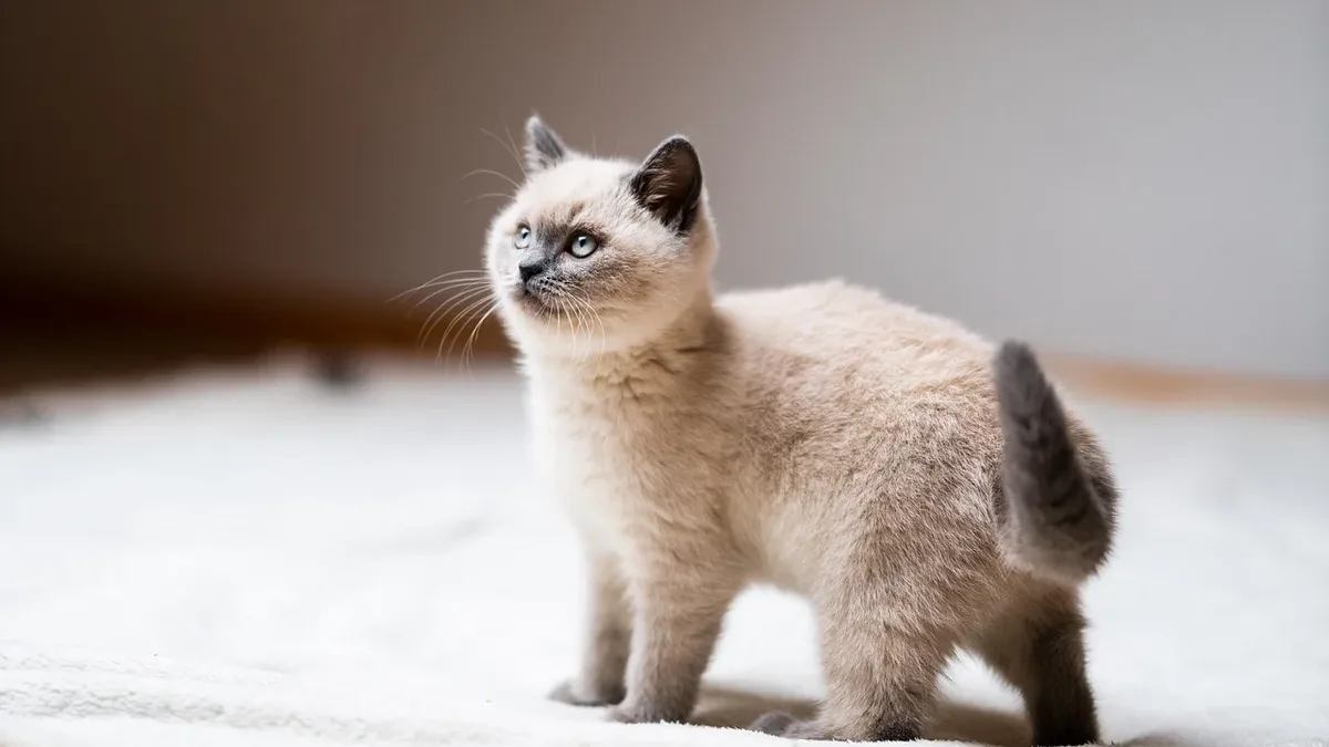 Adoption Life: Catster's Weekly Photo Contest winners for the topic 'Pampering My Cat' have been announced