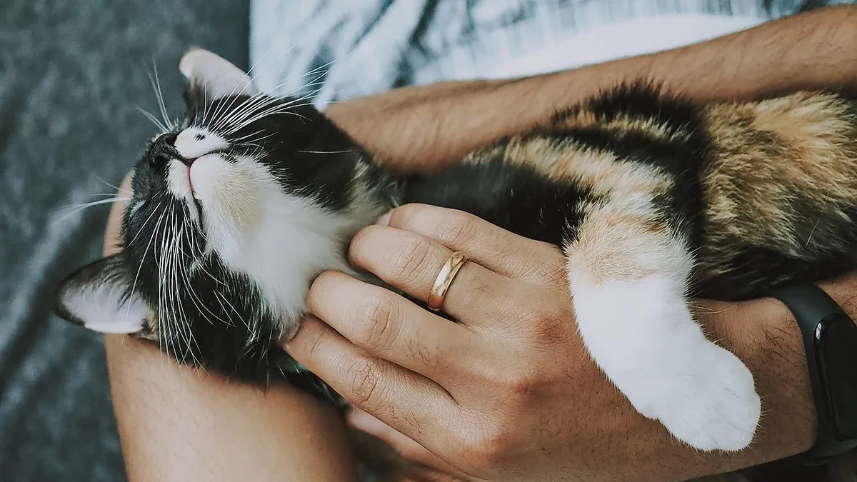 A 2024 community cat project in New York, studied by Cornell University, provided hands-on experience for 48 veterinary...