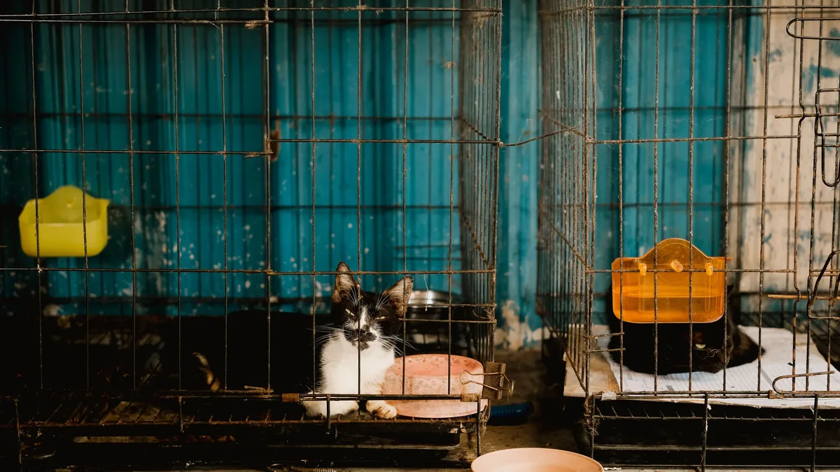 Cuba's economic crisis is severely straining animal rescue centers, with shortages of water, power, and veterinary...