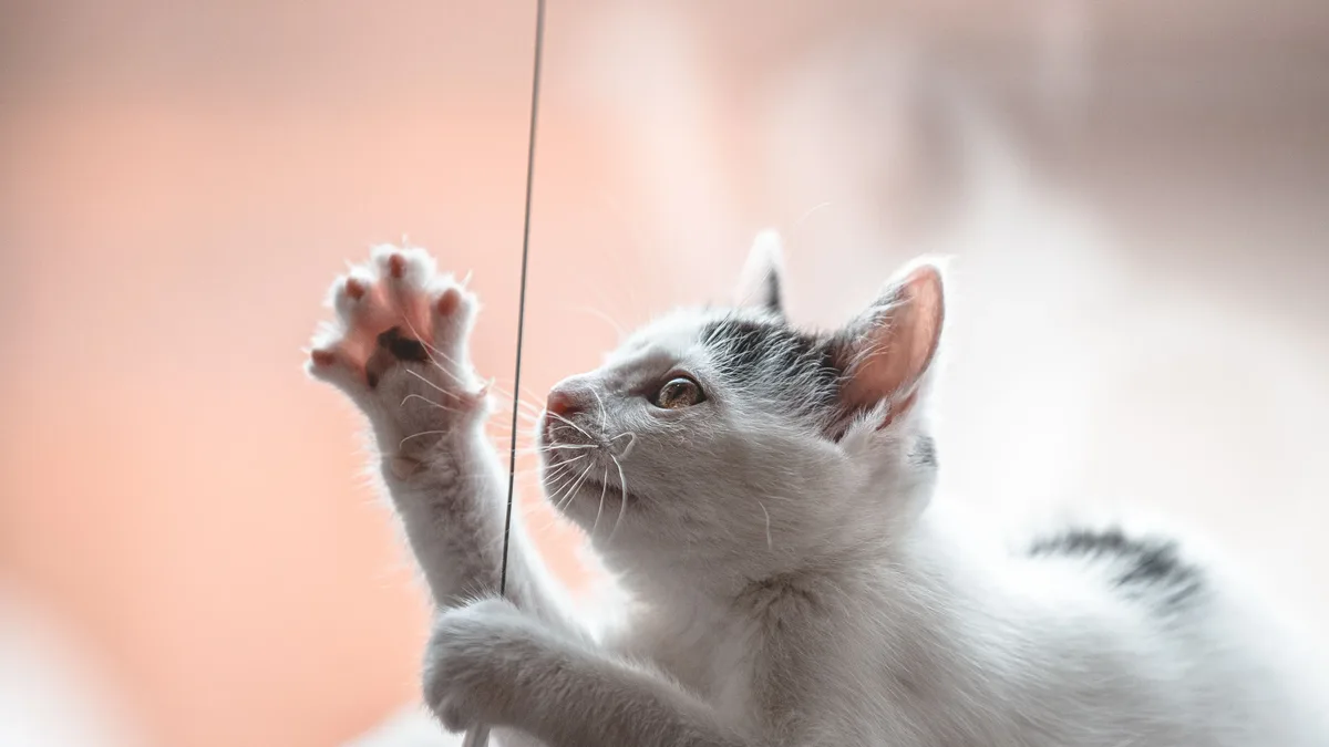 Discover the top 12 cutest cat breeds that are sure to capture your heart with their adorable looks and charming...