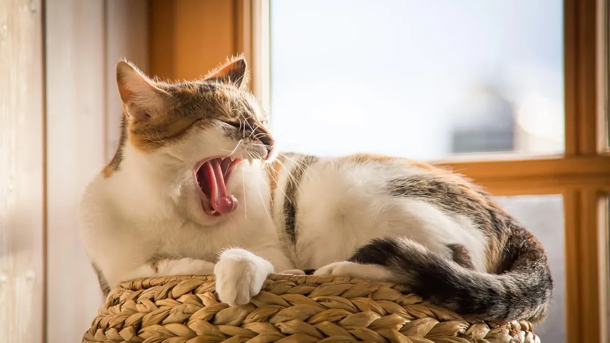 Behaviour: Recognizing the signs of loneliness in cats and introducing a new companion can be a solution