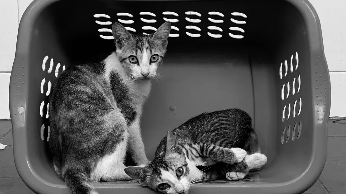 Breeds: The European Union has passed a new law aimed at improving the welfare of dogs and cats across the continent