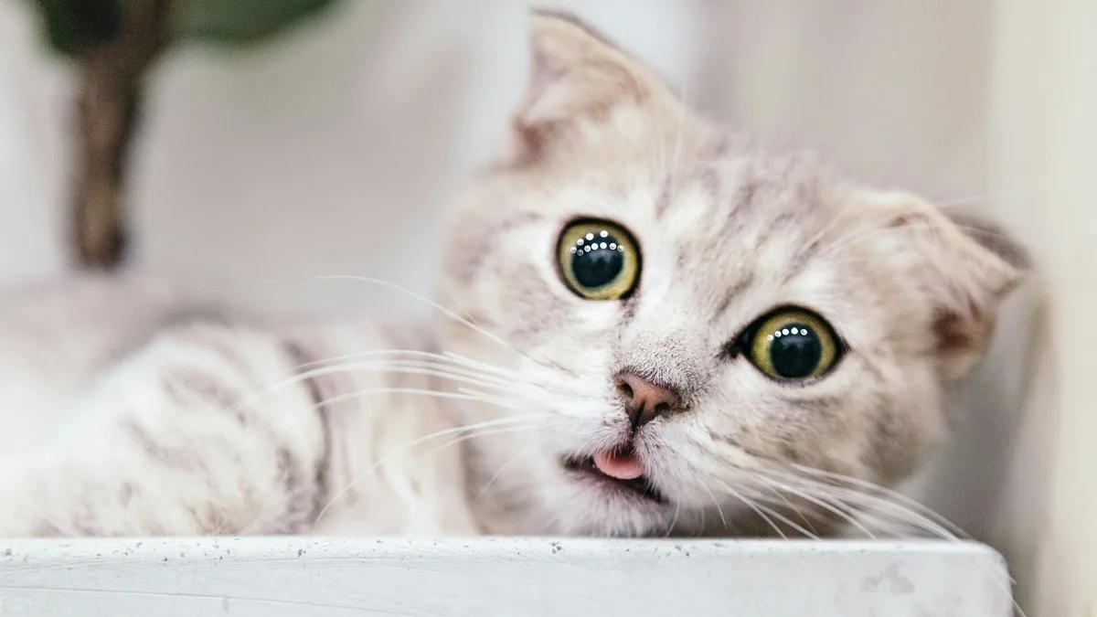 Cat behavior specialists explain common litter box mistakes and provide specific guidelines for setup, cleaning...