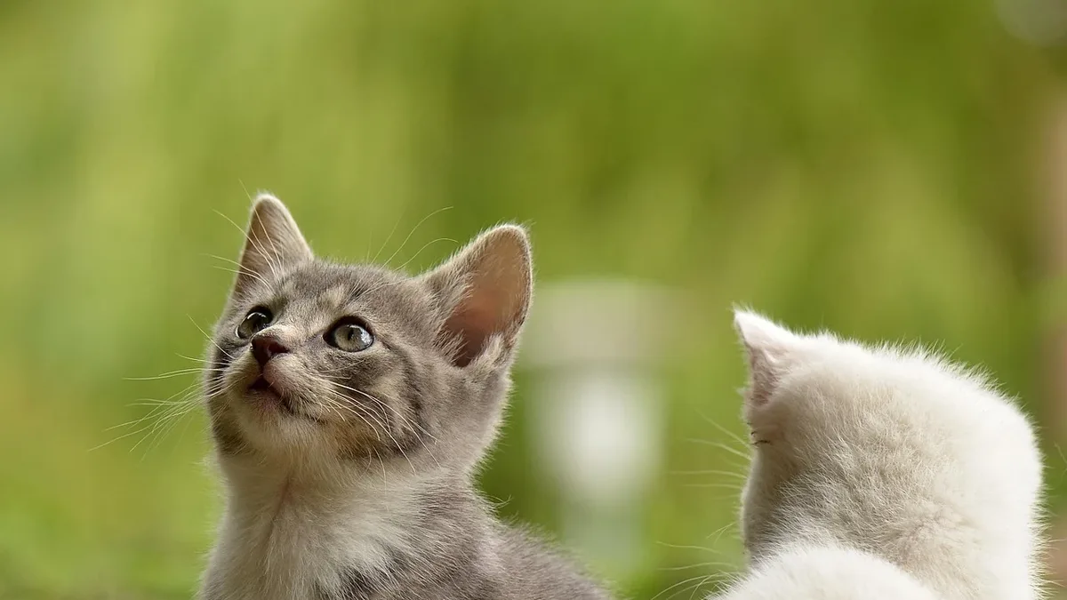 A new tabletop roleplaying game, Dungeons & Kittens, has been designed to cater to cat lovers and families with feline...