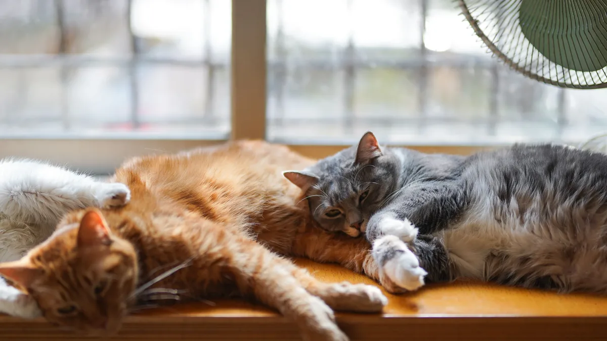 Researchers have identified the first documented cases of Marfan syndrome in domestic cats, diagnosed in littermates Gary...