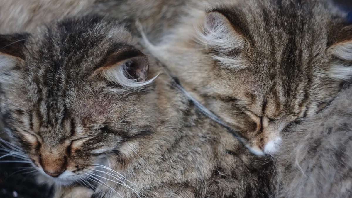 An analysis of 93 countries finds nations with more cats per capita report higher happiness and lower rates of the...