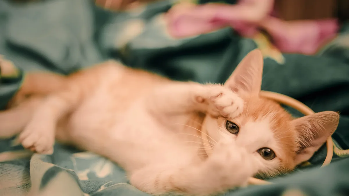 Cats age in ways that aren't always visible, with molecular changes occurring long before physical symptoms appear