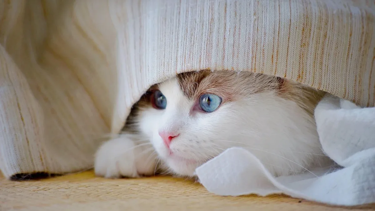 A family shares their journey of adopting senior and special needs cats, including their experiences with Ehlers-Danlos...