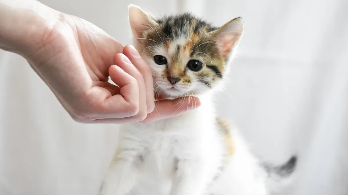 Mauren Kennedy, a former dog person, recounts how adopting a tiny tortoiseshell kitten named Gremlin led her to a life...