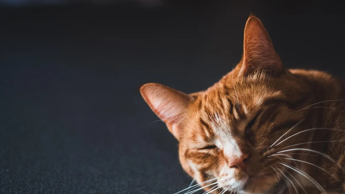 A recent study published in Biology Open has found that human brains age in ways similar to those of cats, challenging the...