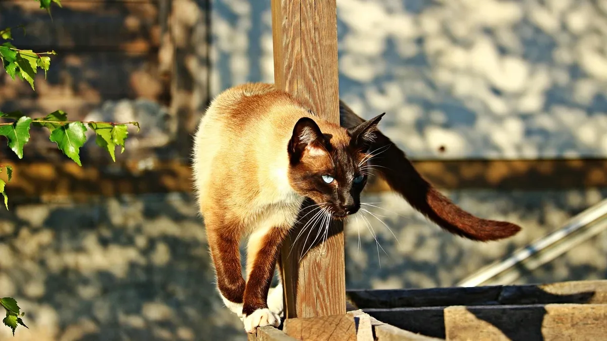 A feral cat named Jean Ralphio finally stepped down from his tower on July 27, 2023, in front of his owner, sparking a...