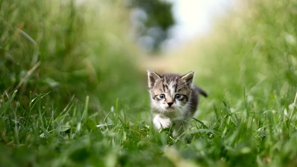 Kitten diarrhea can be a brief response to stress or a fast food change, but it can also signal parasites, infection...