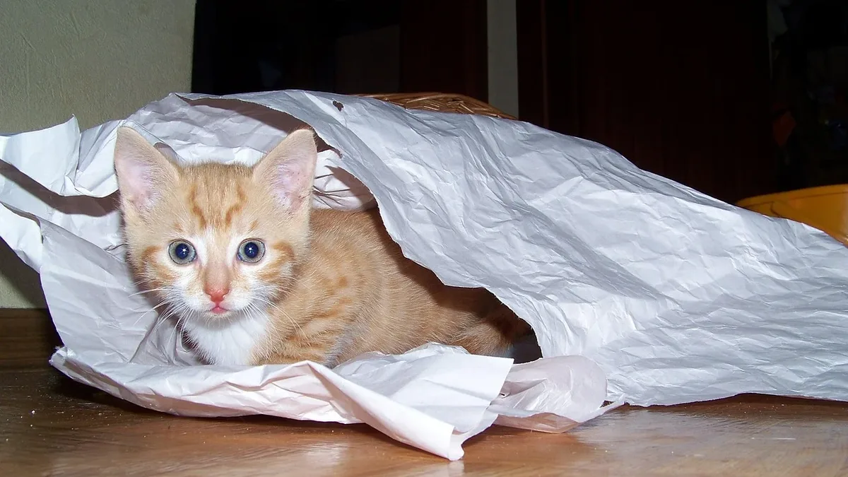 Adoption Life: A small orange kitten lying in a crumpled white plastic bag on a wooden floor.