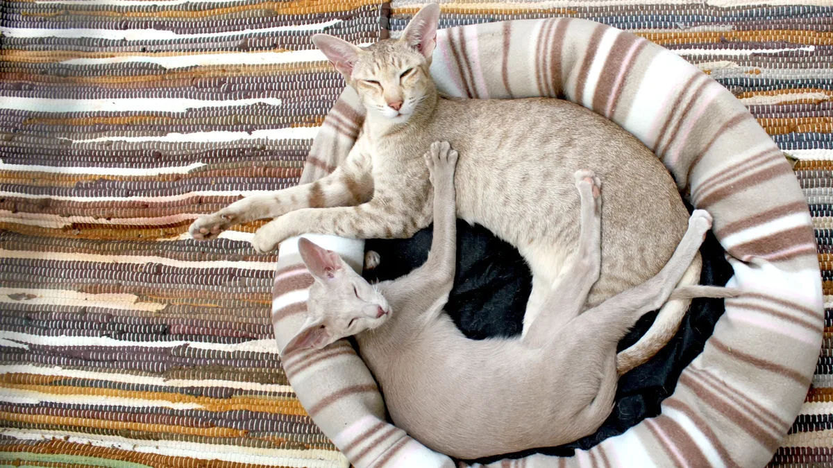A group of kittens once living at an abandoned ranch have been given a second chance at a safe and comfortable life in a...