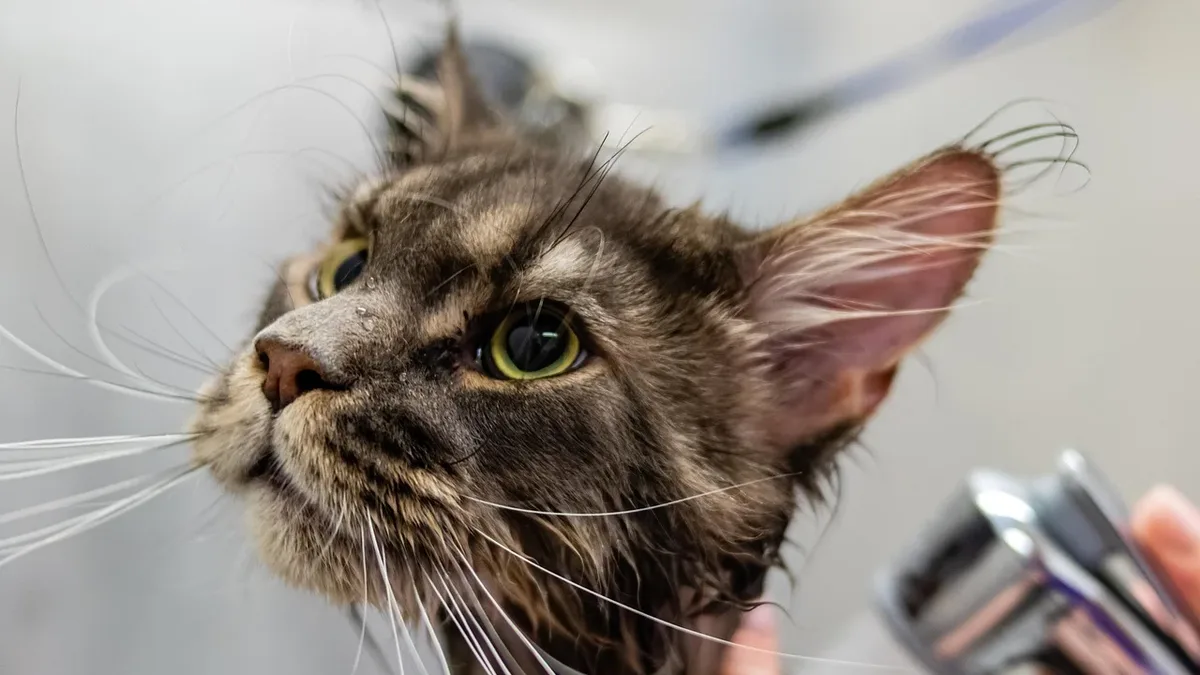 Experts outline strategies for cat owners with allergies, including bathing, special diets, and environmental controls to...