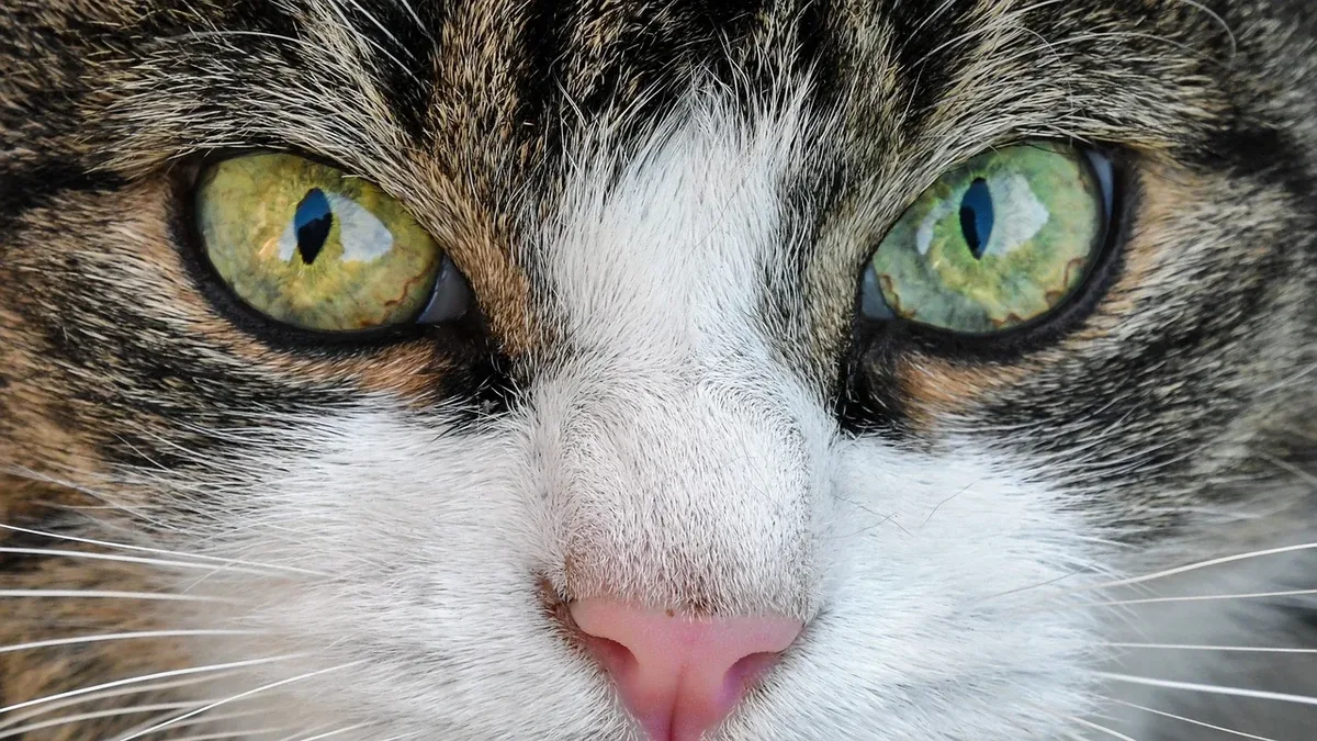 A shy feline mom, Maggie, has returned to The Lost Dogs' Home in North Melbourne after her kittens were adopted from foster...