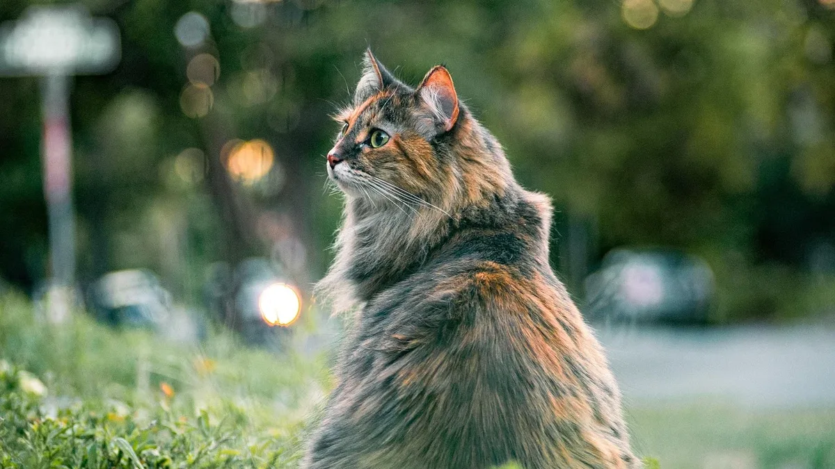 New research reveals common barriers to pet adoption, while a shelter CEO shares the journey of an obese rescue cat who...