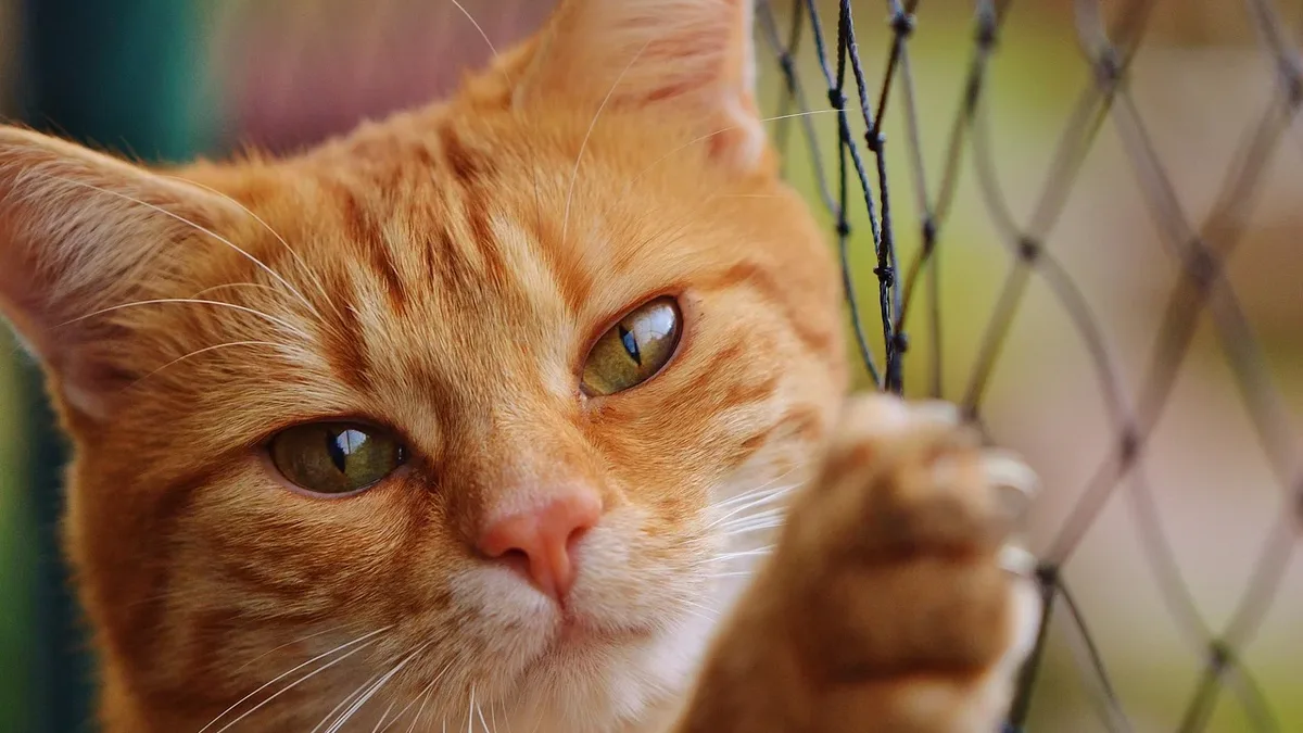 This article discusses the value of a monthly box service for cats, including the cost, contents, and benefits of such a...