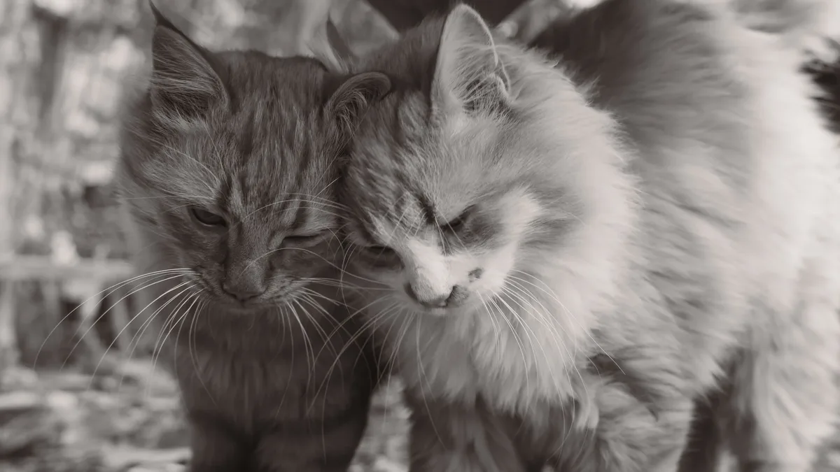Adoption Life: A viral video of rescue cats Belinda and Pellene has sparked a public campaign for their joint adoption