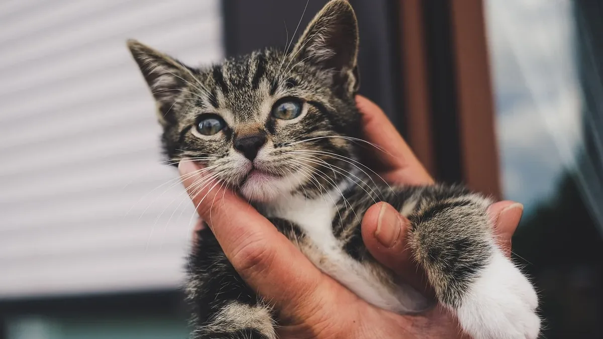 Pookie Methachittiphan adopted kitten Nala and set a Guinness record for most Instagram followers for a cat, showing...