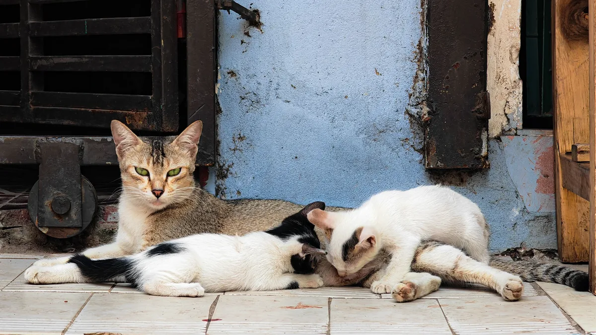 A large-scale study finds 6.7% of North American house cats carry Giardia, with kittens and male cats at higher risk, and...