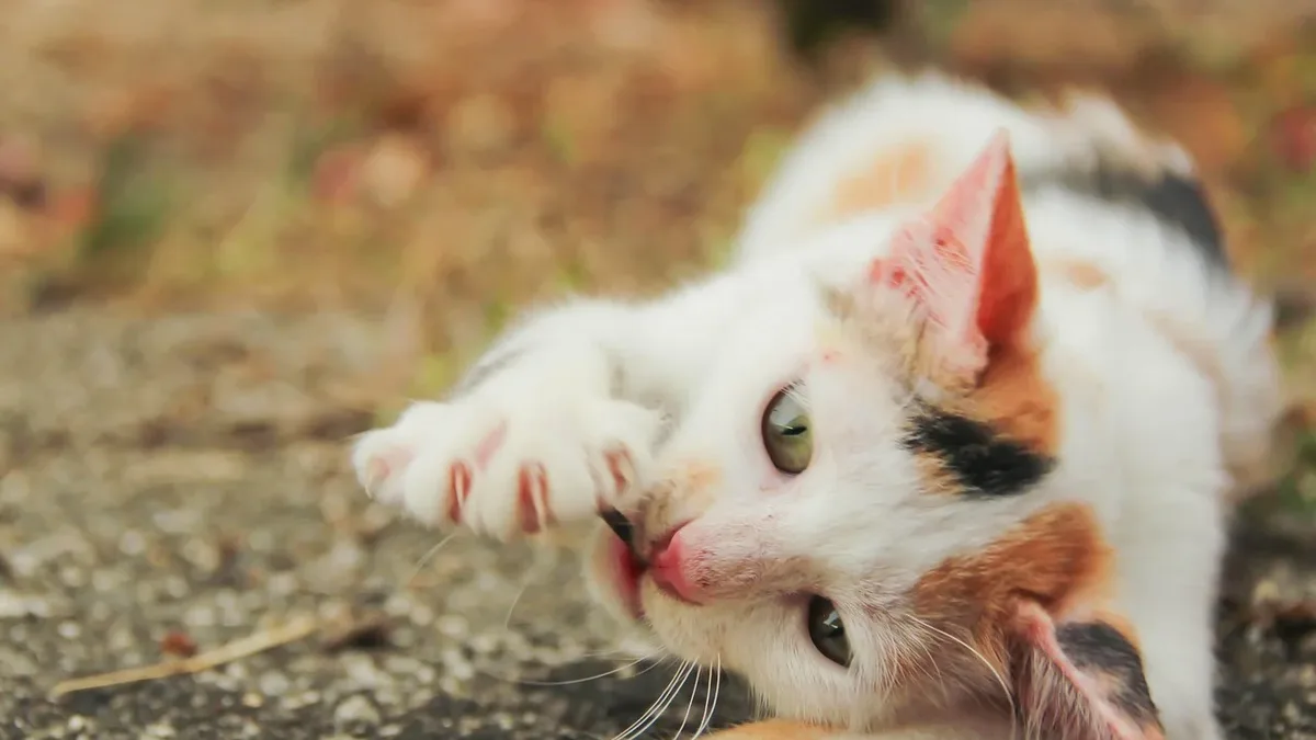 New research explains the biomechanics behind a cat's mid-air righting reflex, a puzzle that has intrigued scientists for...
